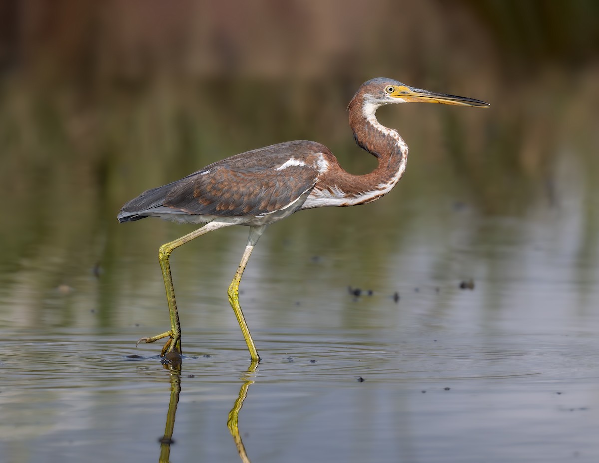 Tricolored Heron - ML624188087