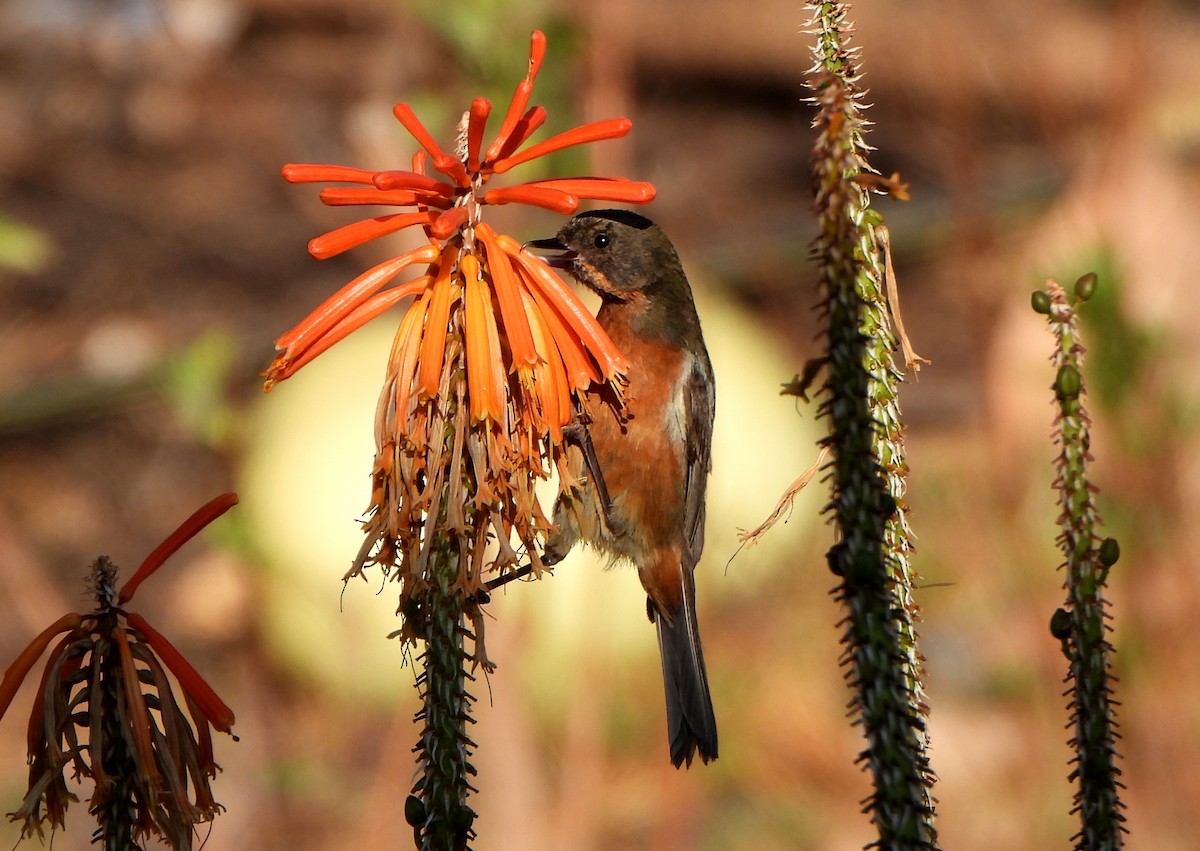 Black-throated Flowerpiercer - ML624188095