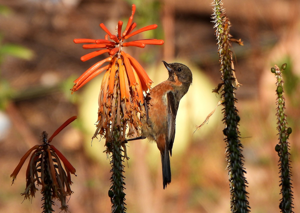 Black-throated Flowerpiercer - ML624188096