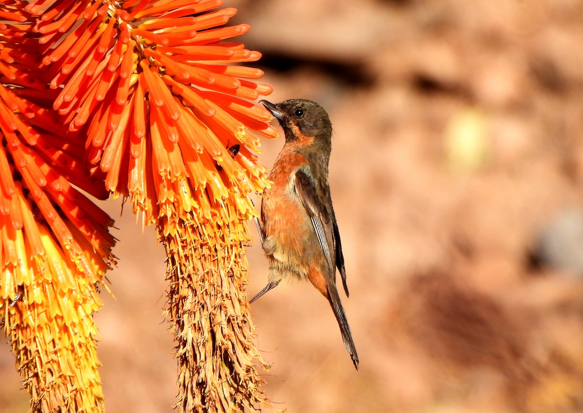 Black-throated Flowerpiercer - ML624188097