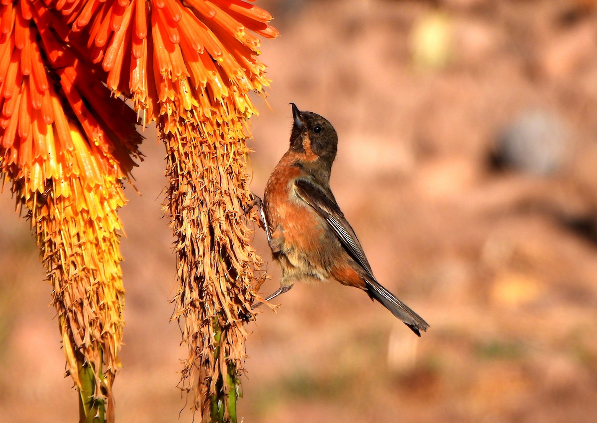 Black-throated Flowerpiercer - ML624188098