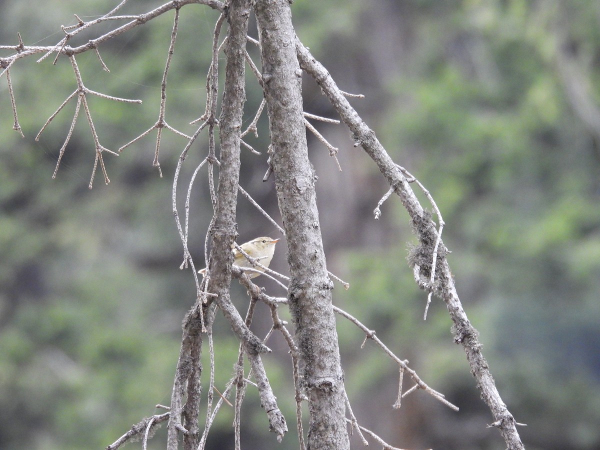 Lemon-rumped Warbler - ML624188133