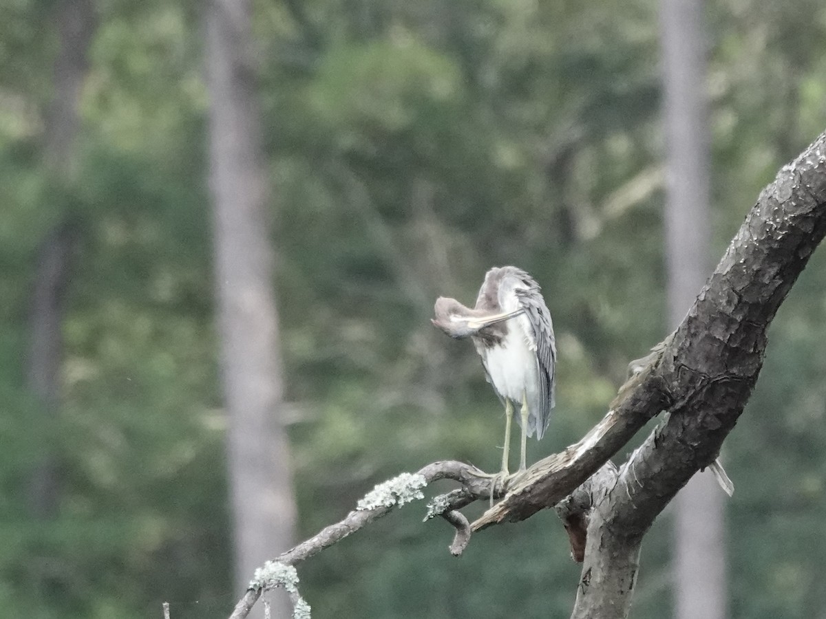 Tricolored Heron - ML624188151