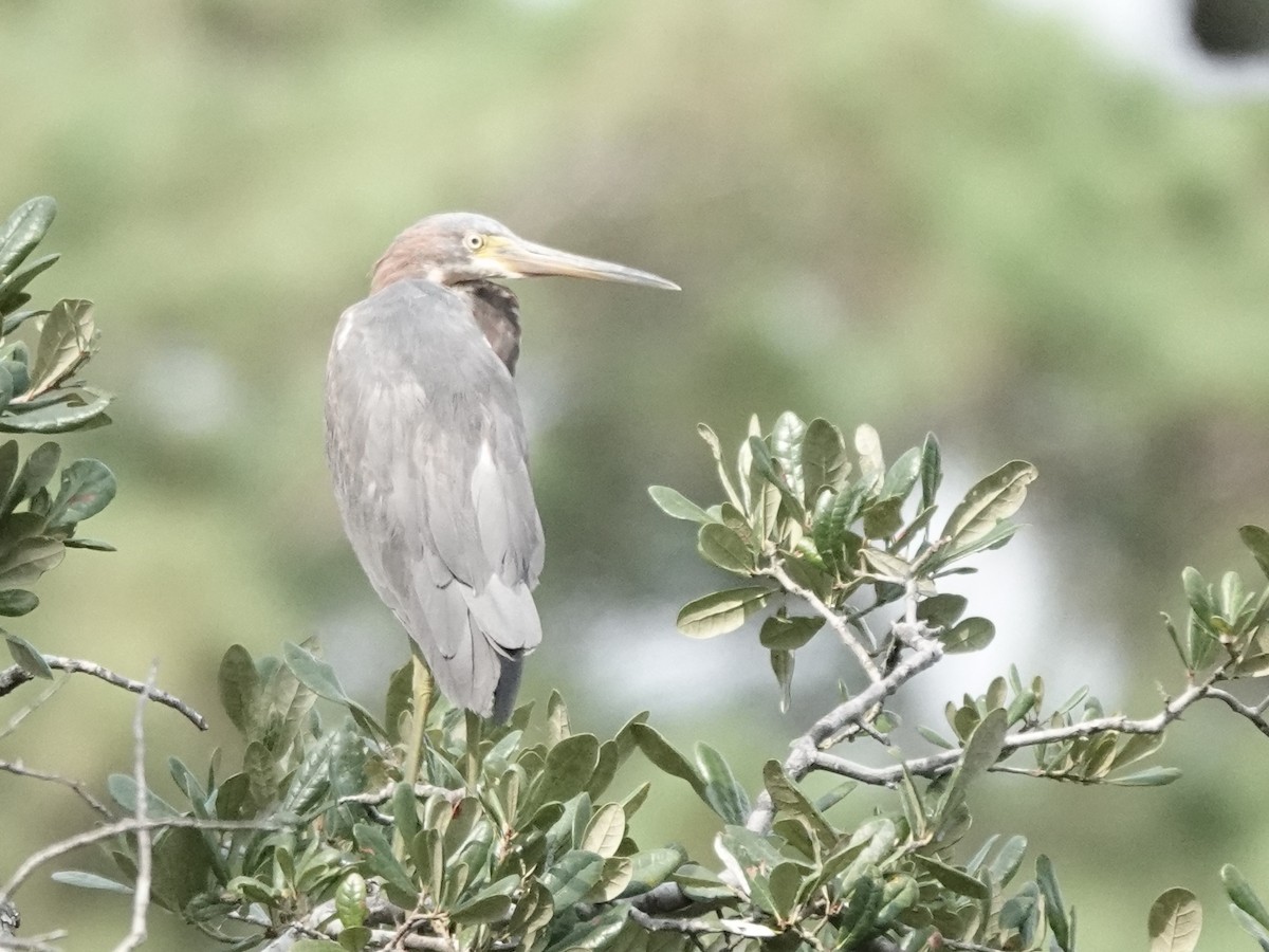 Tricolored Heron - ML624188152