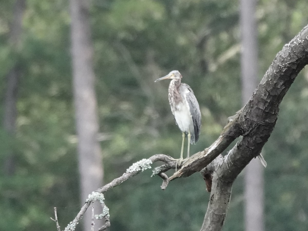 Tricolored Heron - ML624188153