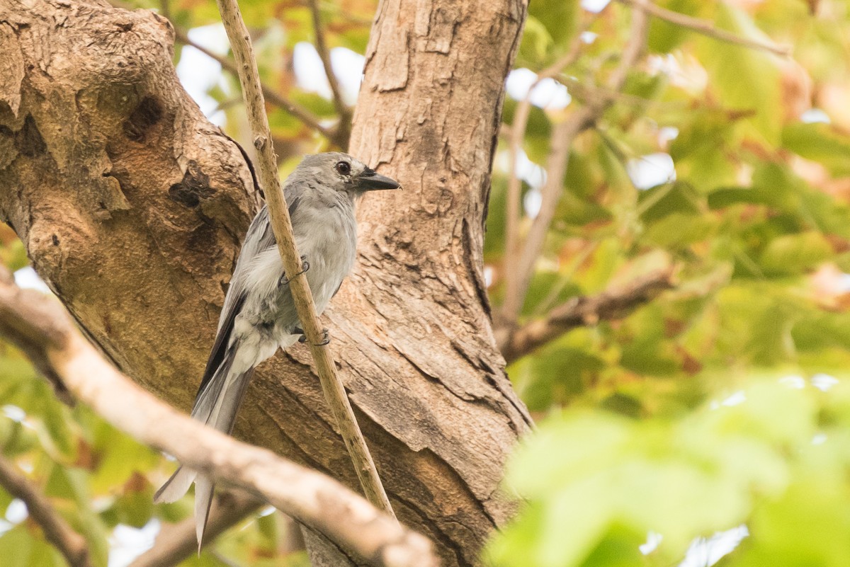 Ashy Drongo - ML624188155