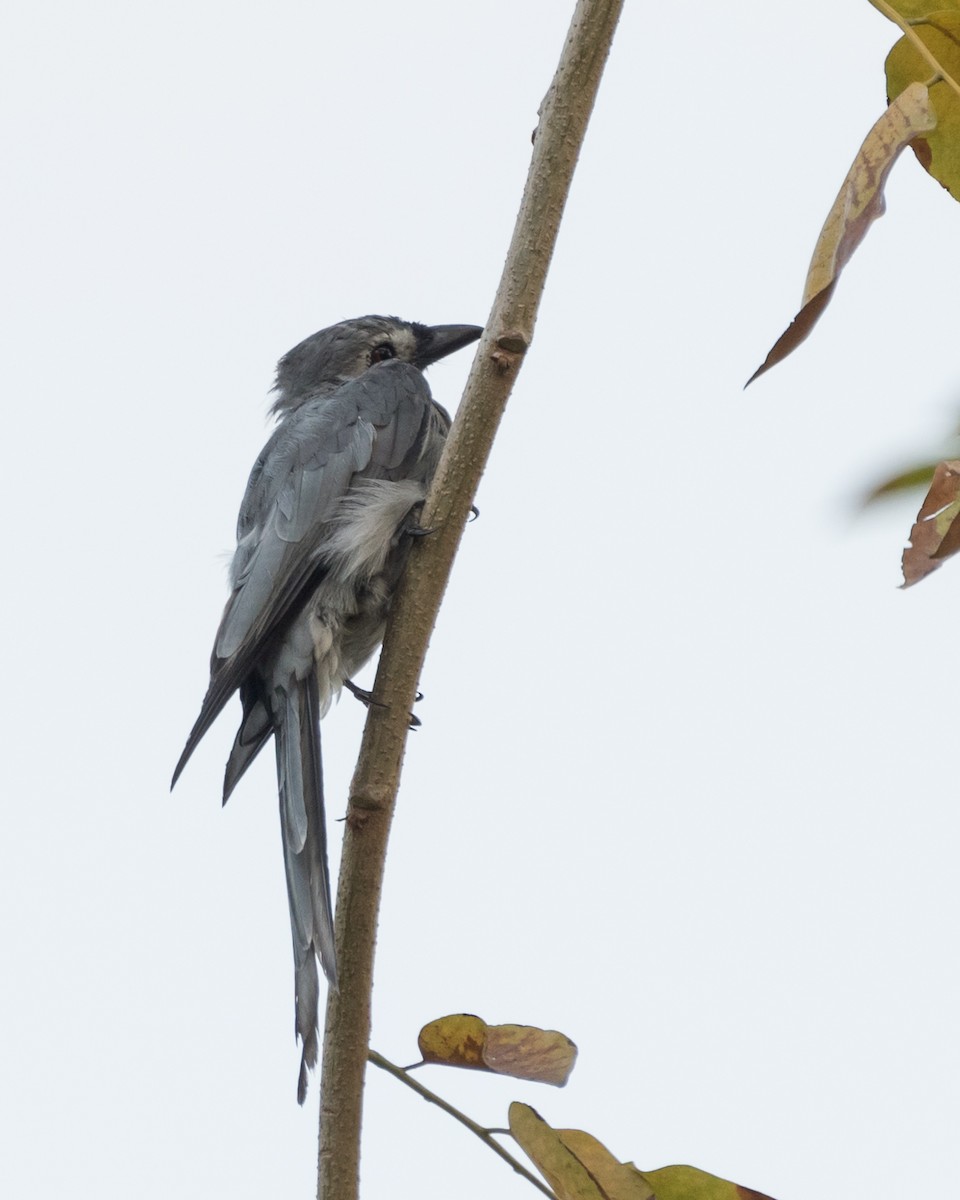 Ashy Drongo - ML624188156