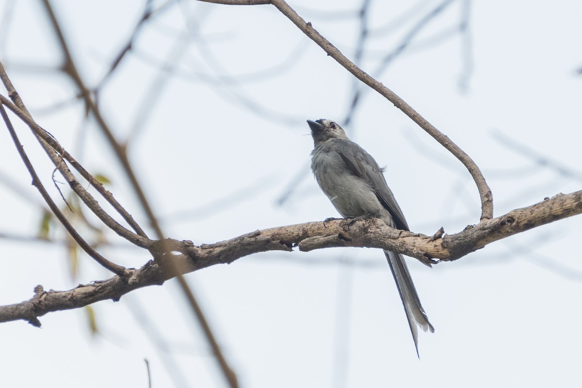 Ashy Drongo - ML624188157