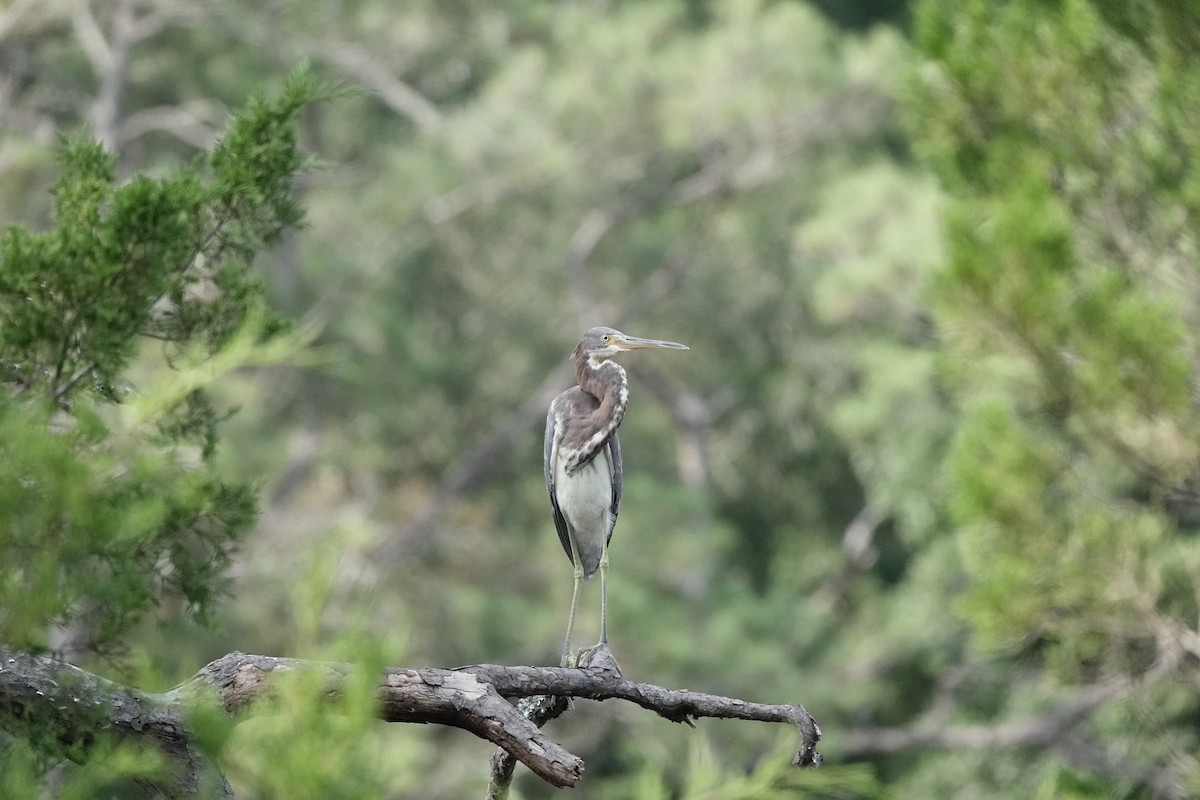 Tricolored Heron - ML624188158