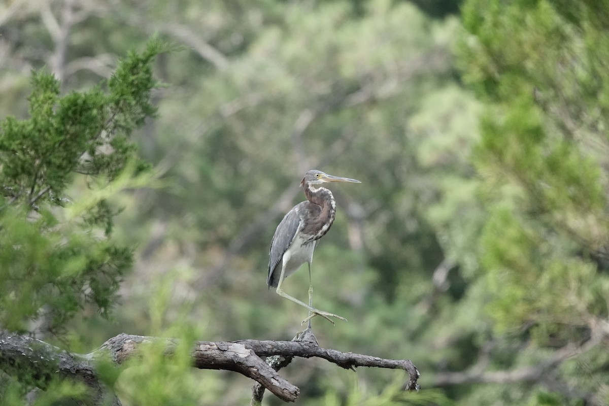 Tricolored Heron - ML624188159