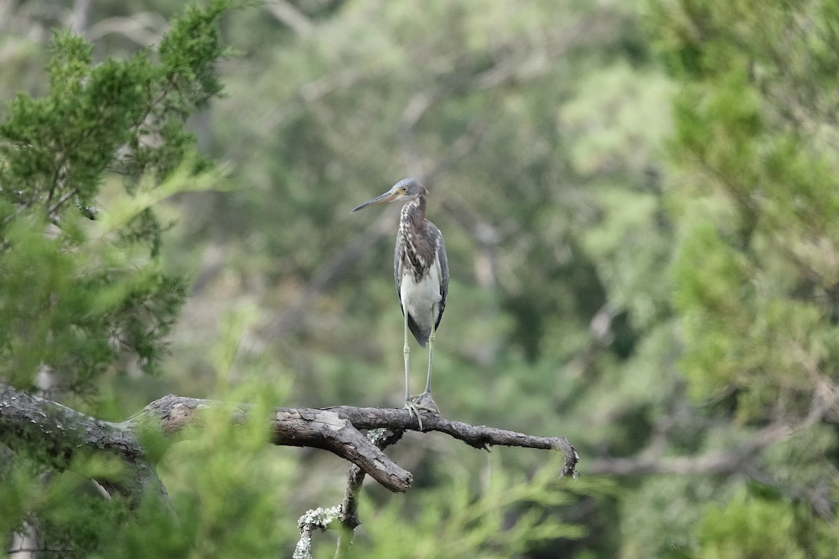 Tricolored Heron - ML624188161