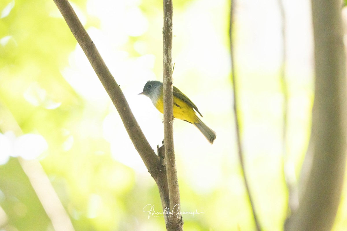 Gray-headed Canary-Flycatcher - ML624188165