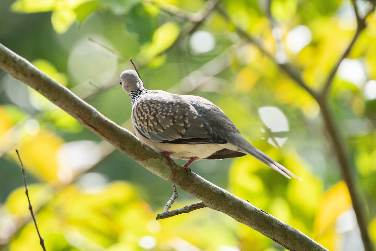 Spotted Dove - ML624188188