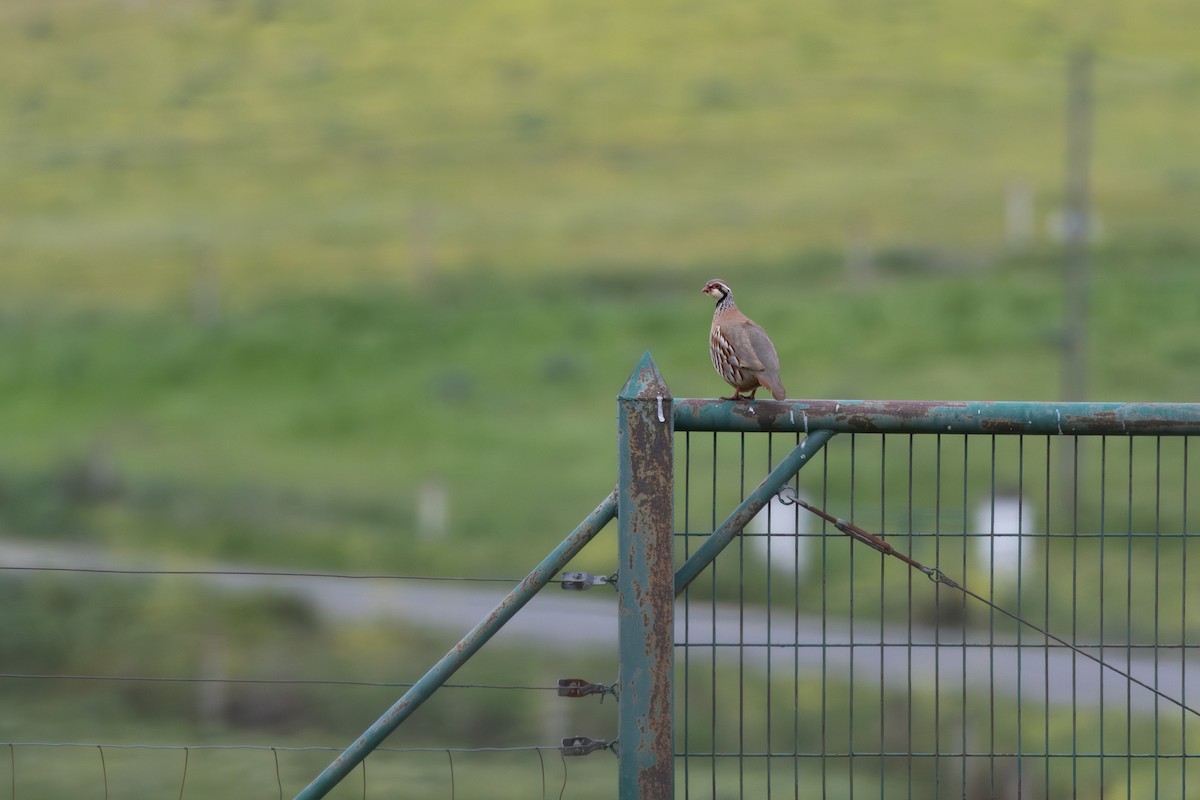 Red-legged Partridge - ML624188269