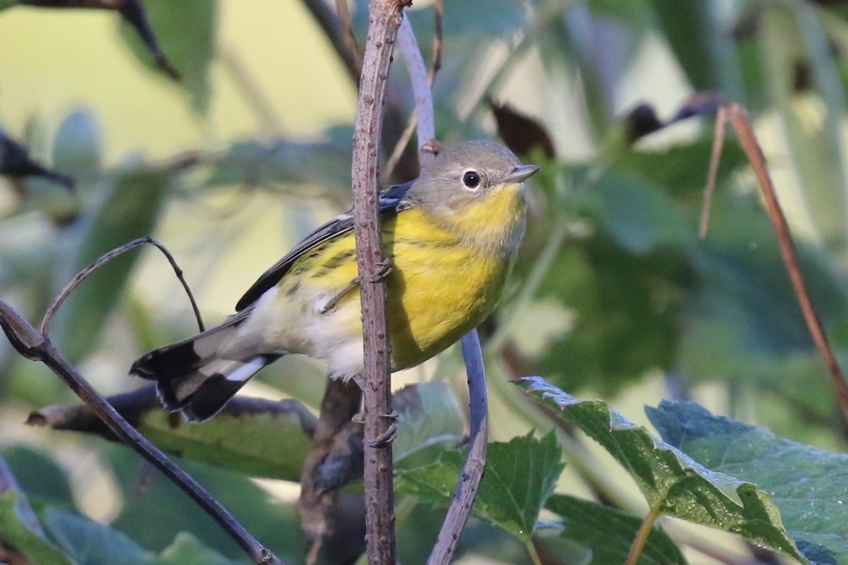 Magnolia Warbler - David Rupp