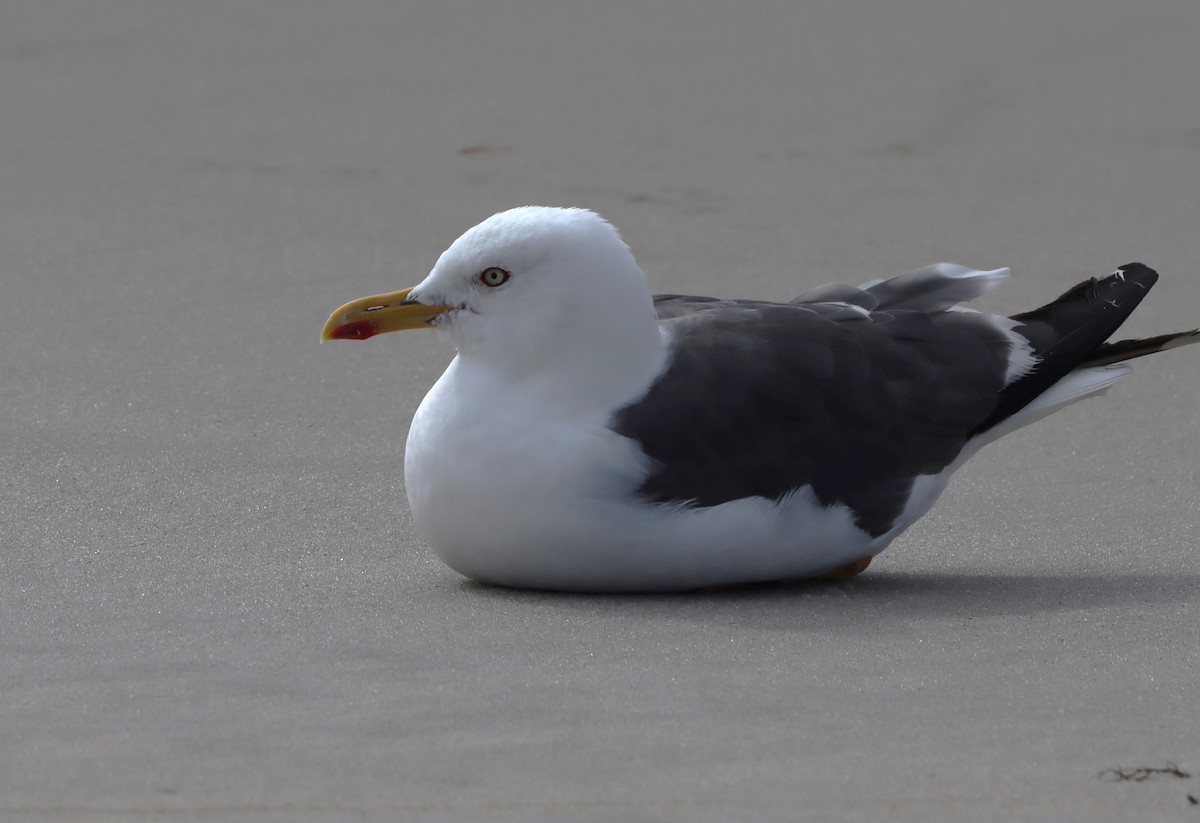 Lesser Black-backed Gull - bill belford