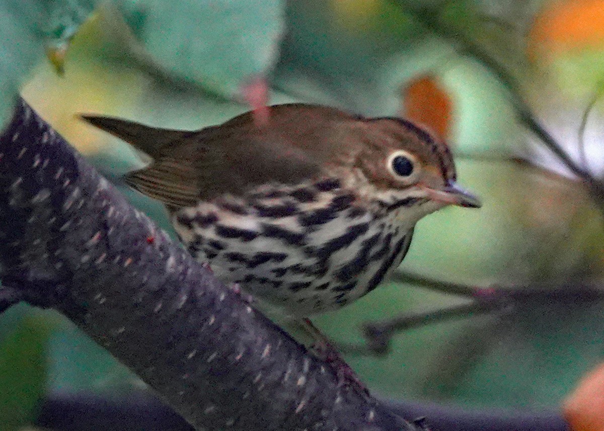 Ovenbird - ML624188421