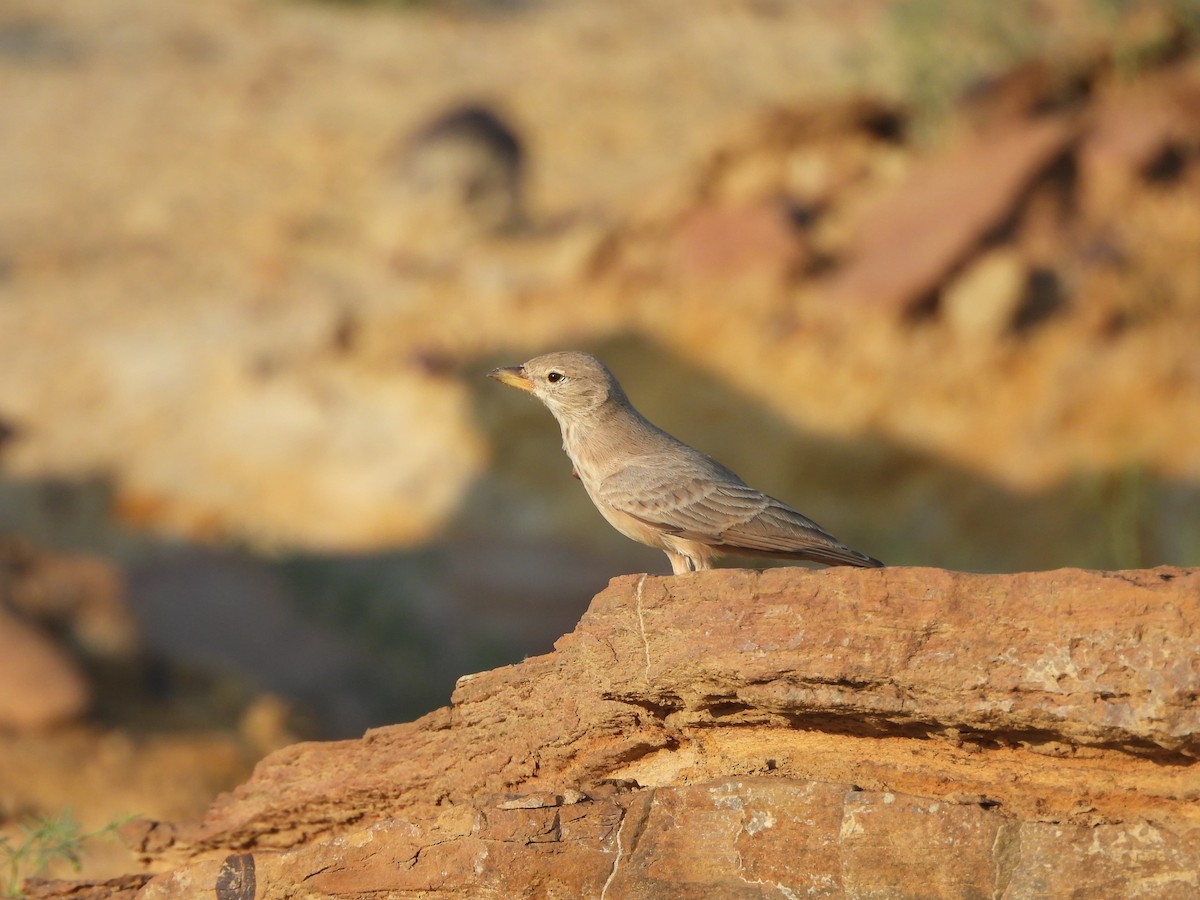 Desert Lark - ML624188433