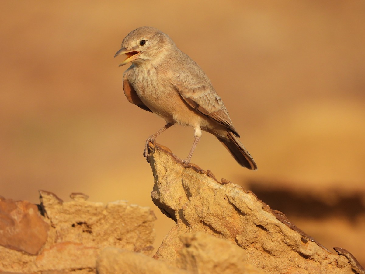 Desert Lark - ML624188434