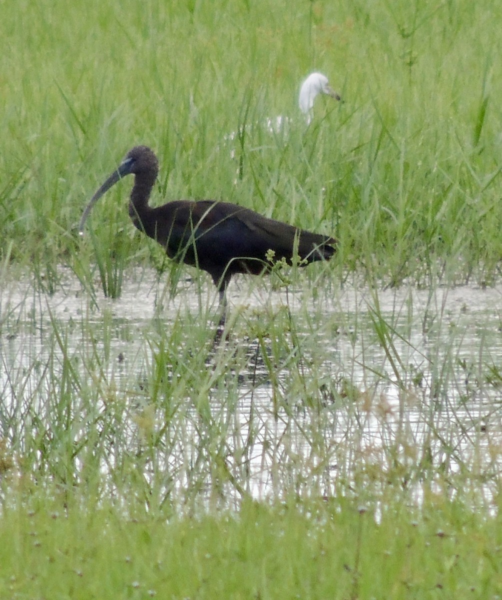 Tricolored Heron - ML624188449