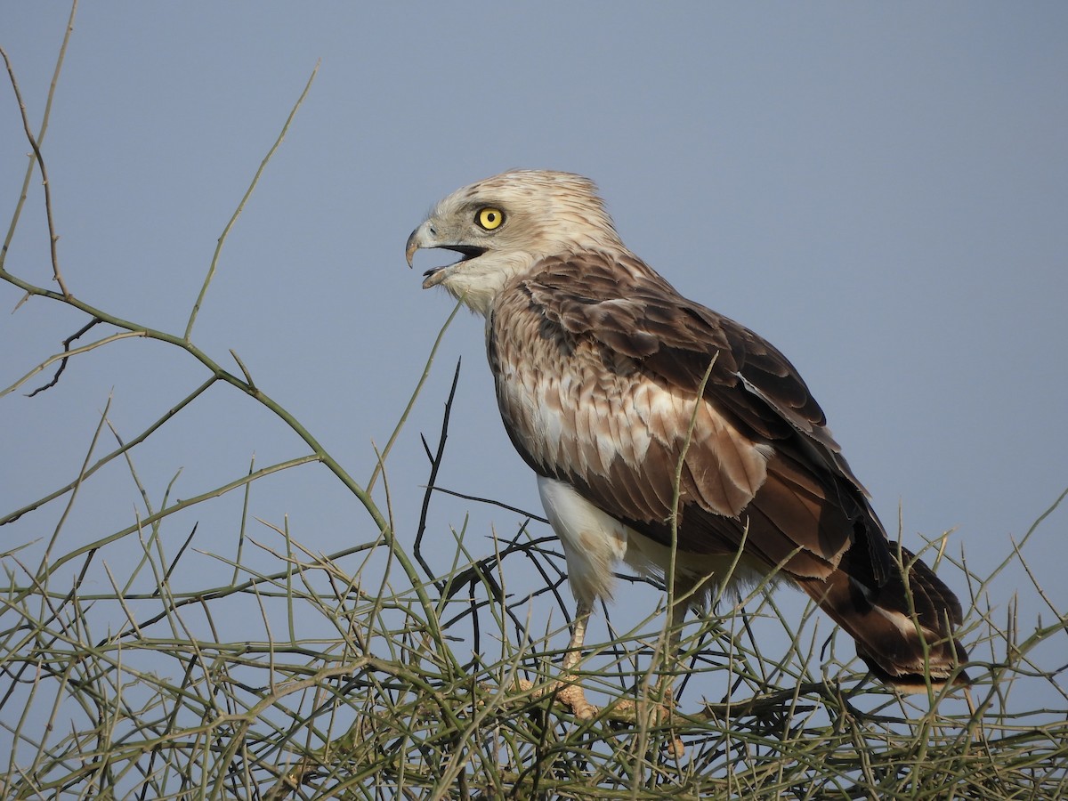 Short-toed Snake-Eagle - Ranjeet Singh