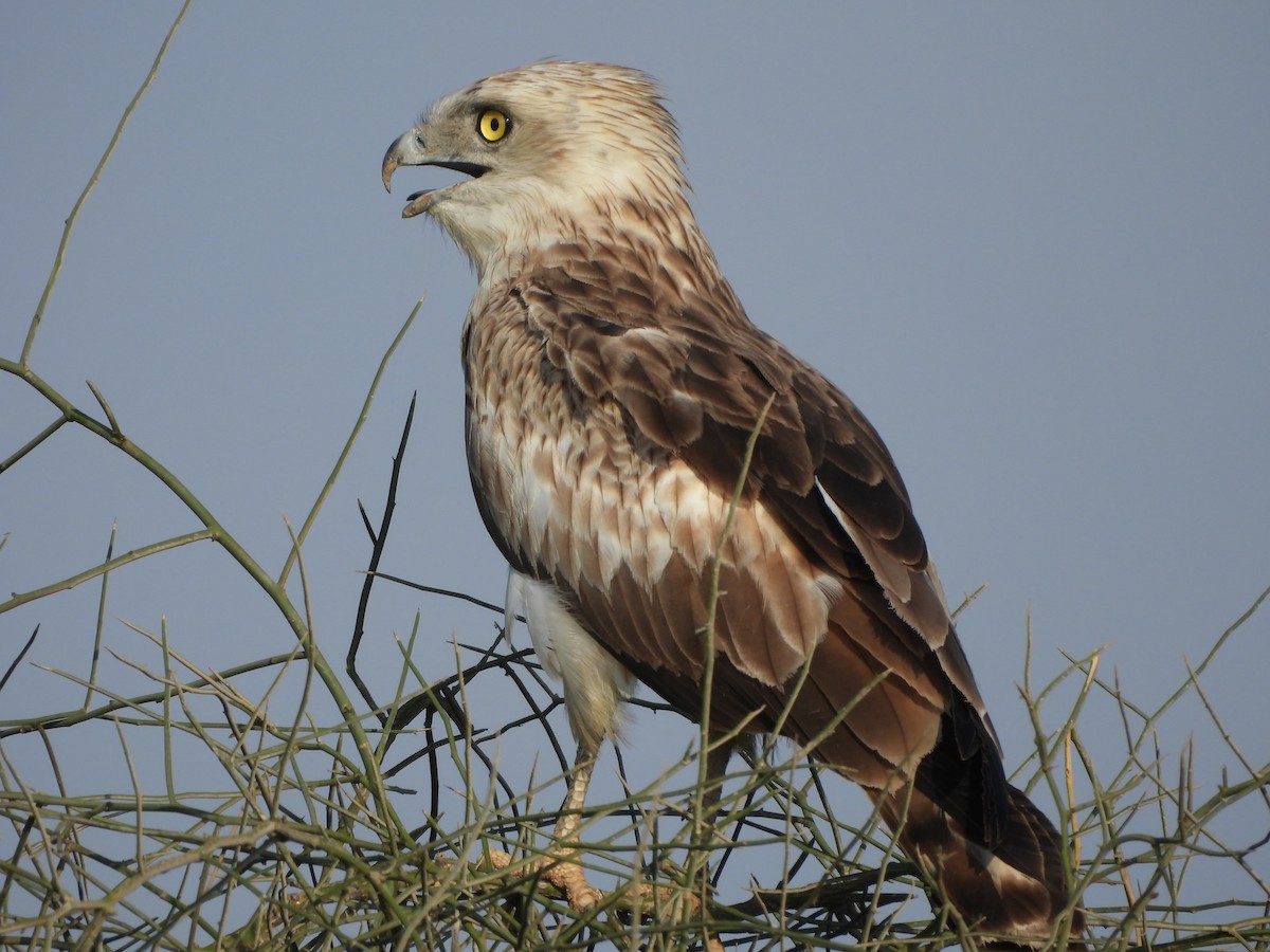 Short-toed Snake-Eagle - ML624188484