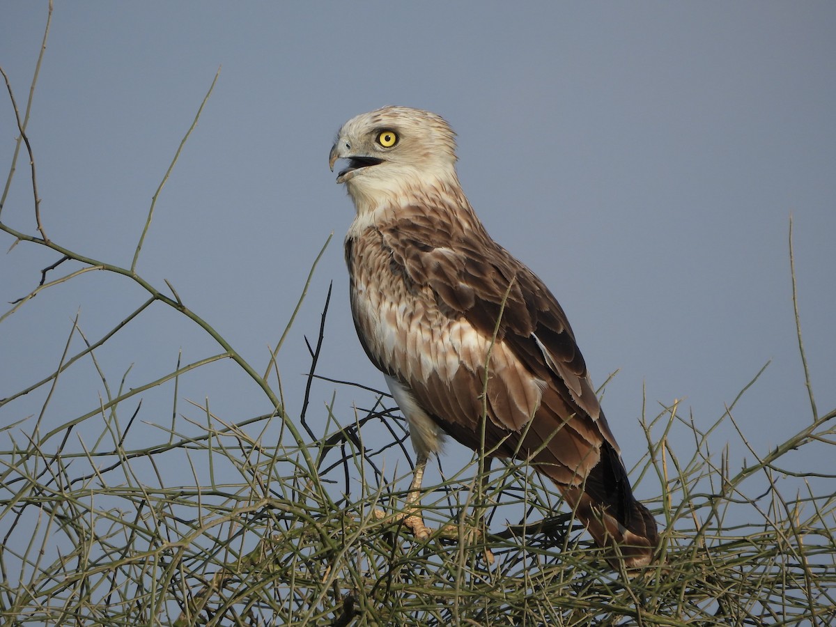 Short-toed Snake-Eagle - ML624188485