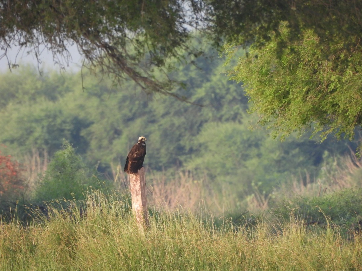 Western Marsh Harrier - ML624188504