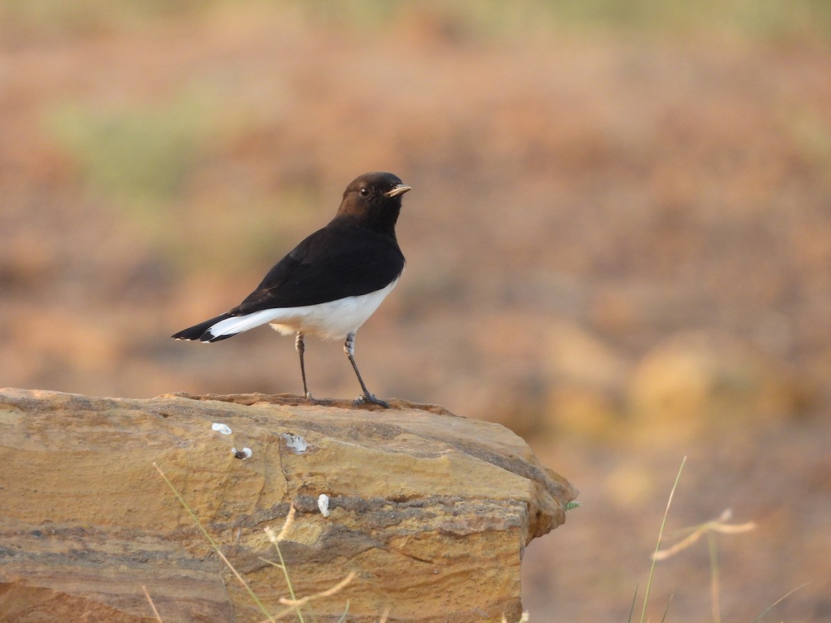 Variable Wheatear - ML624188529