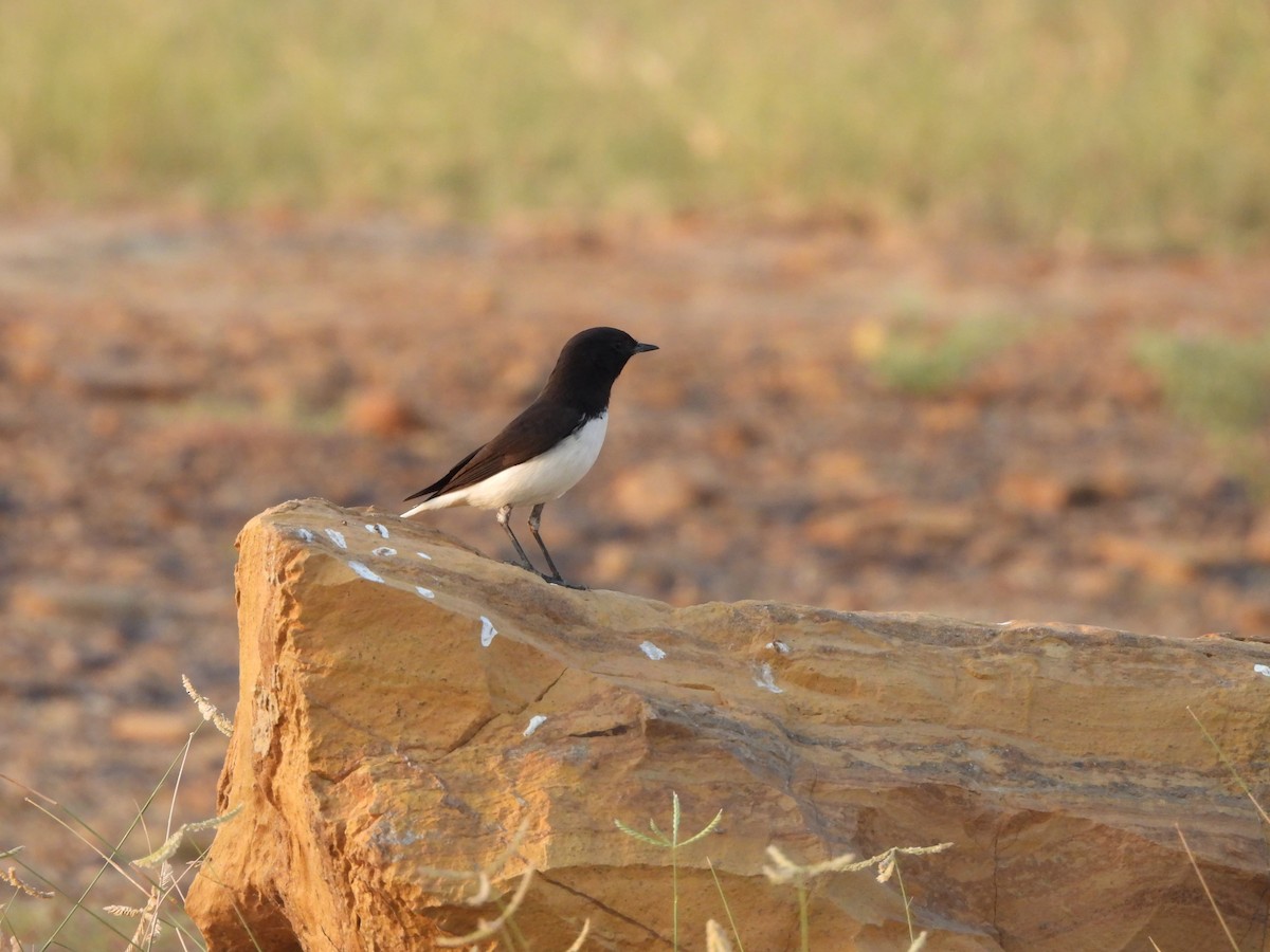 Variable Wheatear - ML624188530