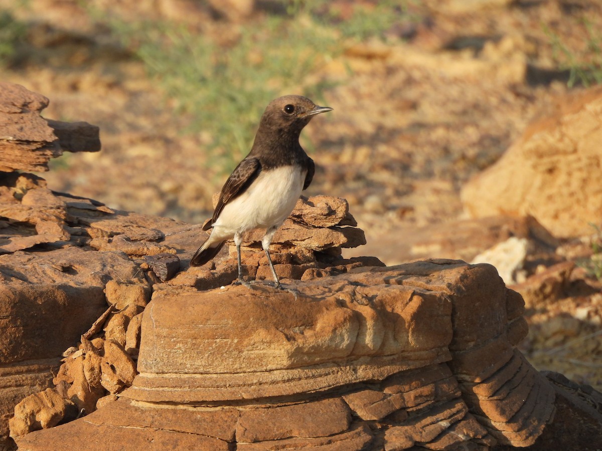 Variable Wheatear - ML624188531