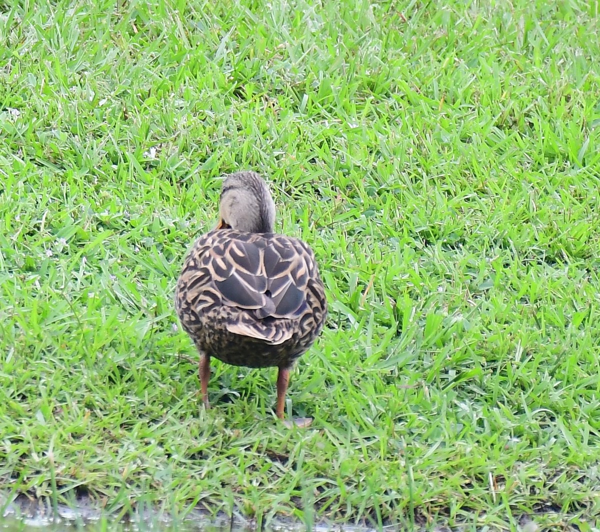 Mottled Duck - John Wolaver