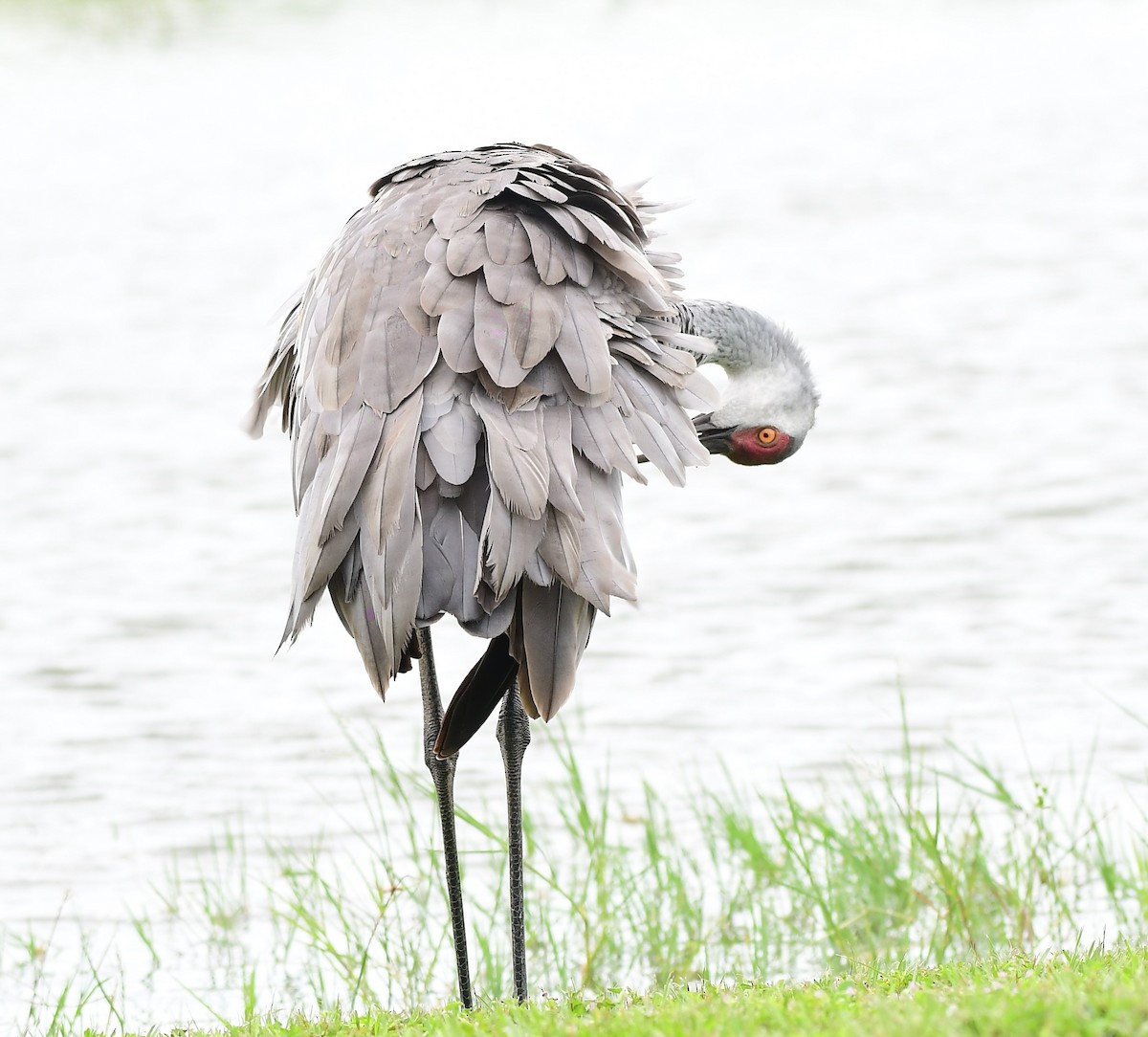 Sandhill Crane - John Wolaver