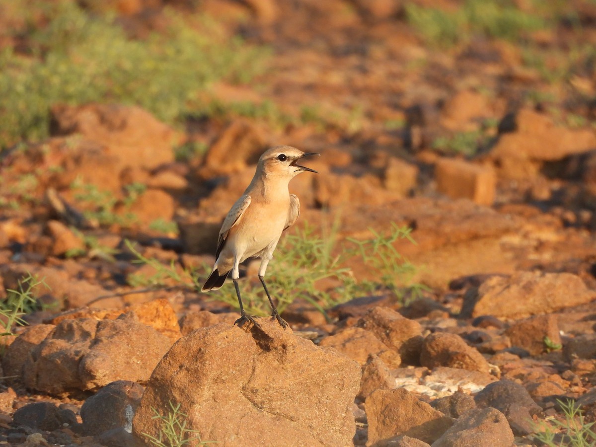 Isabelline Wheatear - ML624188557