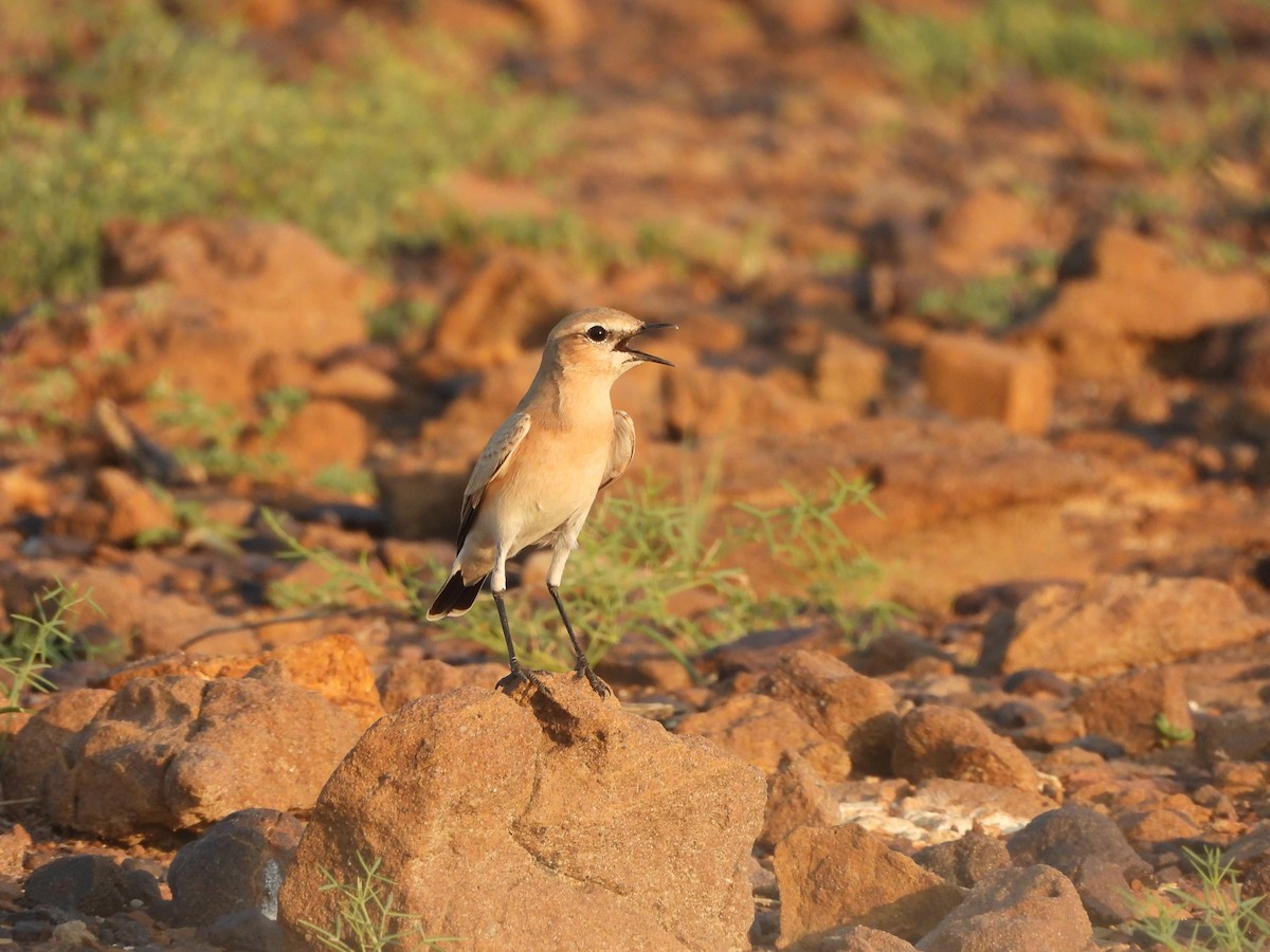 Isabelline Wheatear - ML624188558