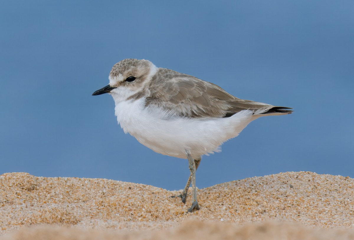 Kentish Plover - ML624188560