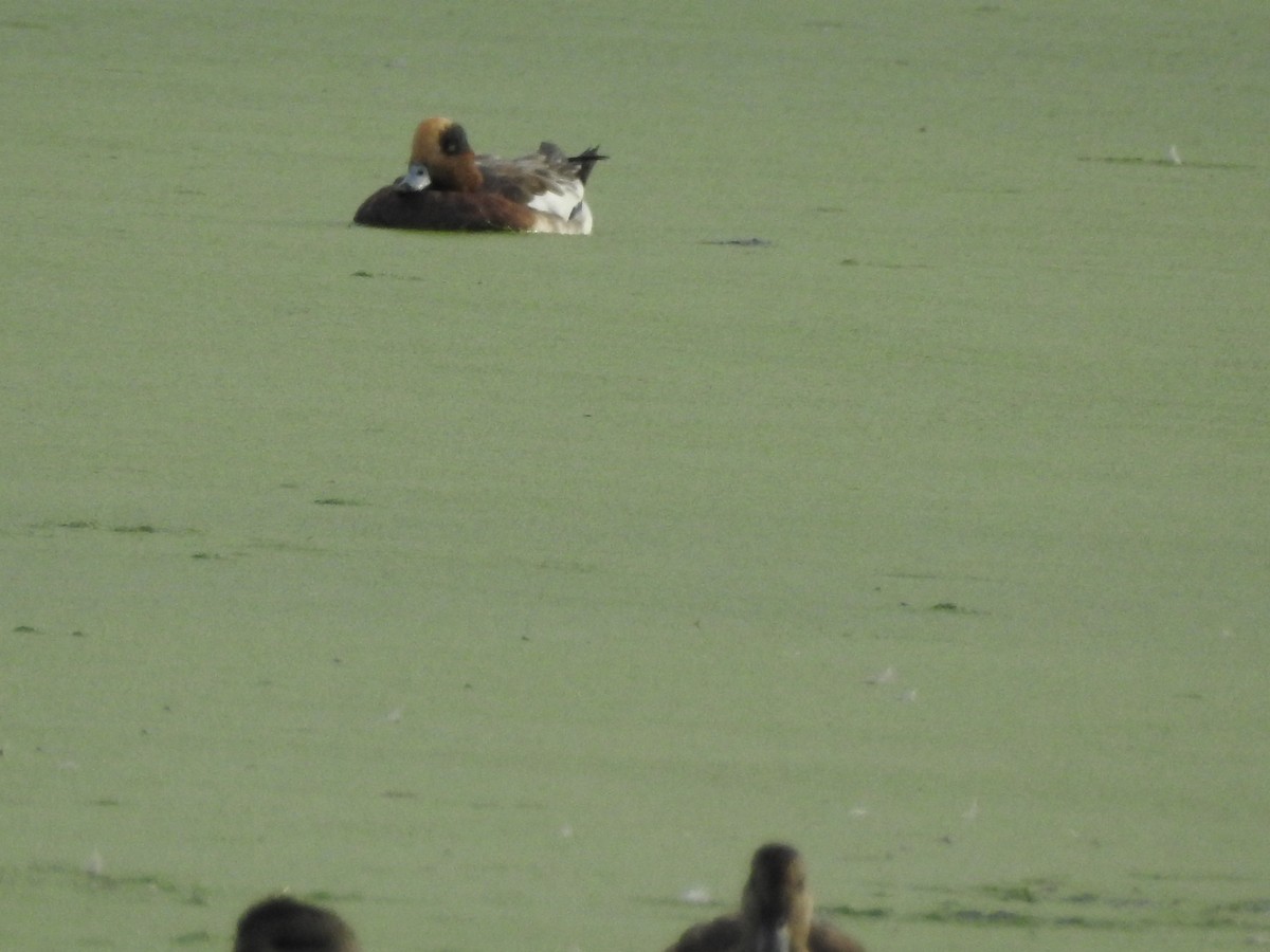 Eurasian Wigeon - Lucette lyons