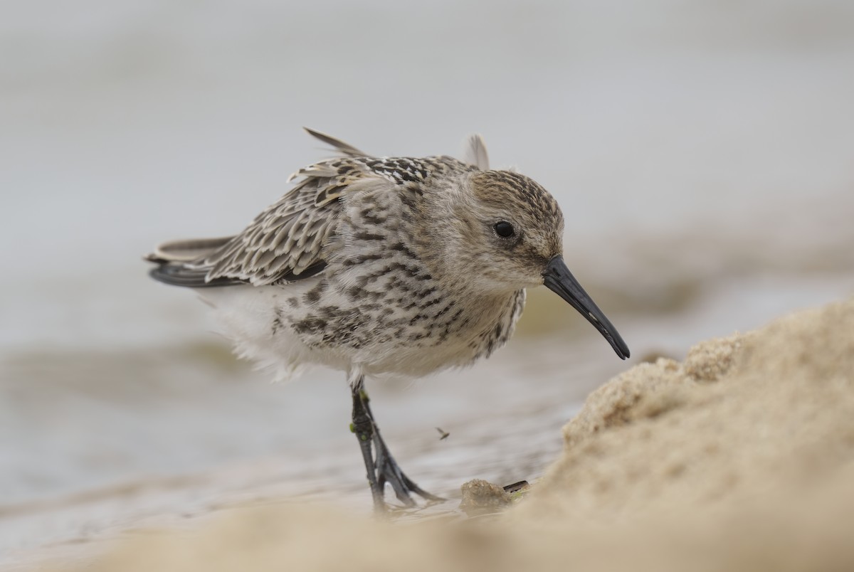 Dunlin - ML624188592