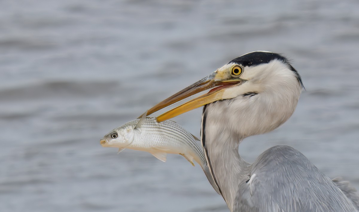 Gray Heron - ML624188601