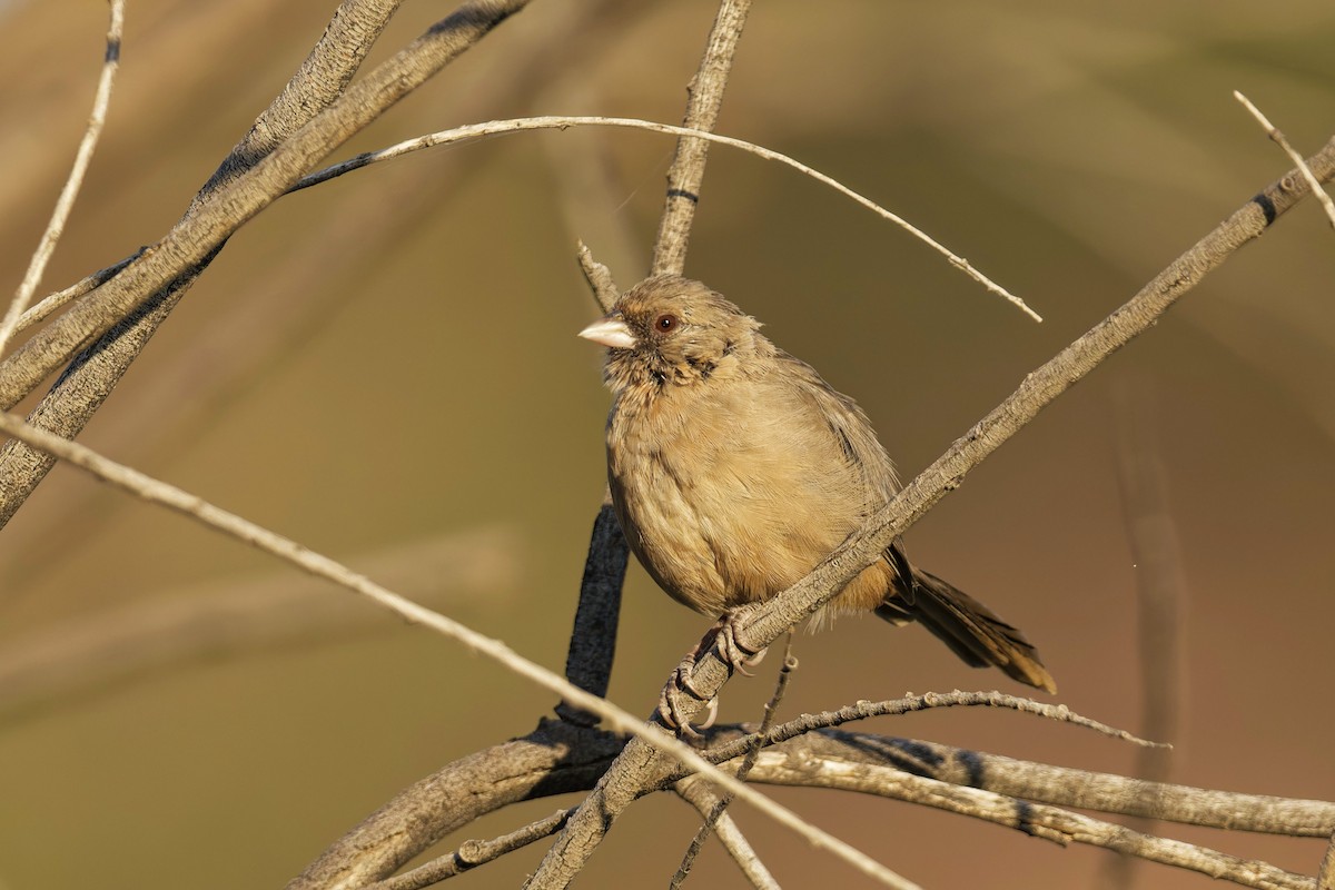 Abert's Towhee - ML624188603