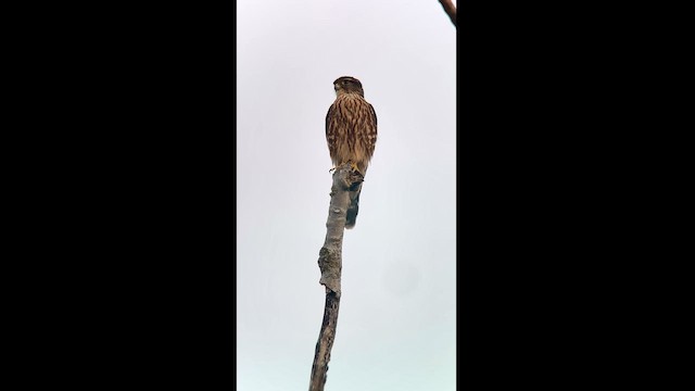 Merlin - ML624188616