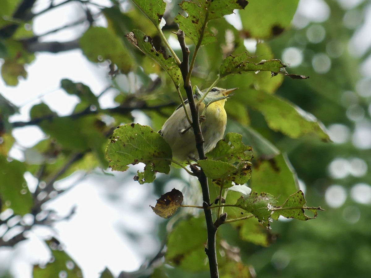 Northern Parula - ML624188620