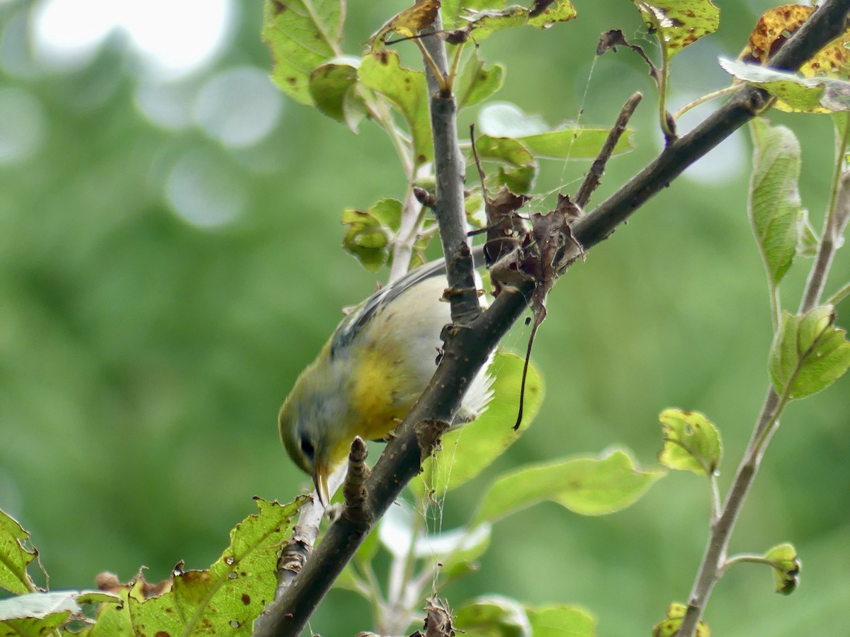 Northern Parula - ML624188622