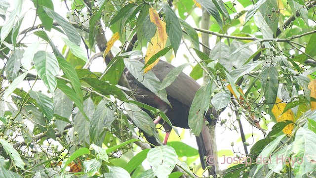 Crested Guan - ML624188624