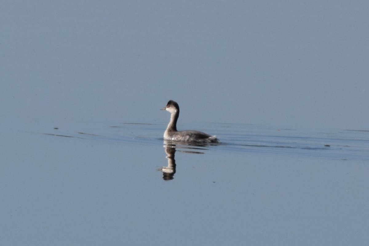 Eared Grebe - ML624188626