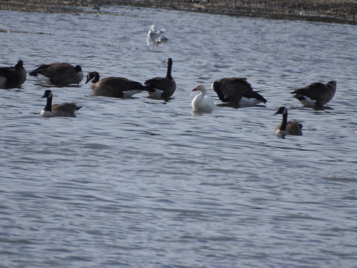 Snow Goose - ML624188634