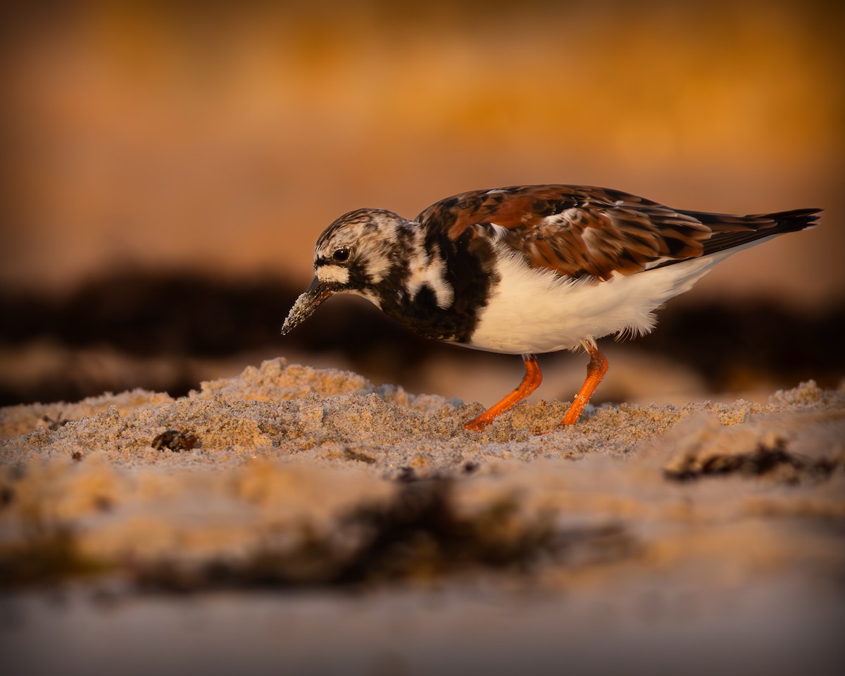 Ruddy Turnstone - Kyle Olivencia