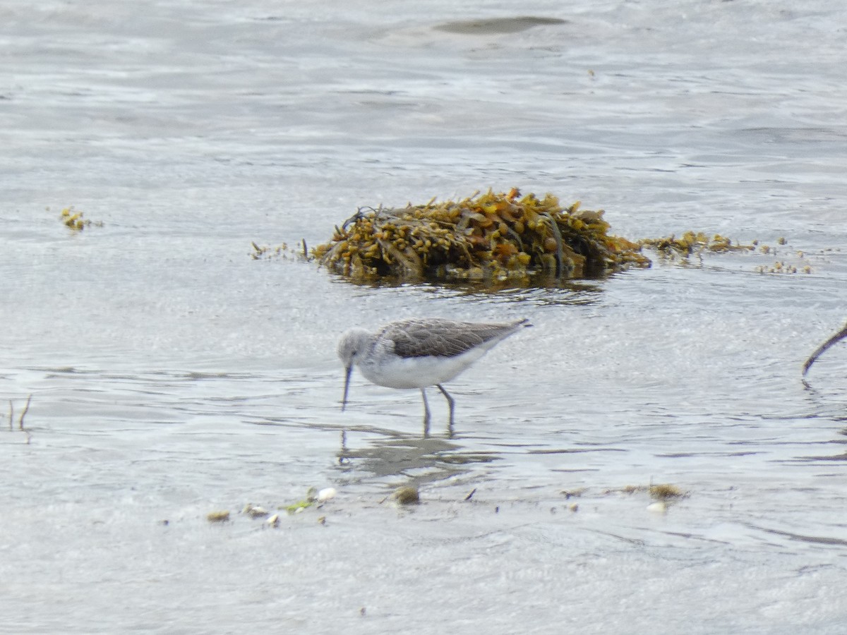 Common Greenshank - ML624188656