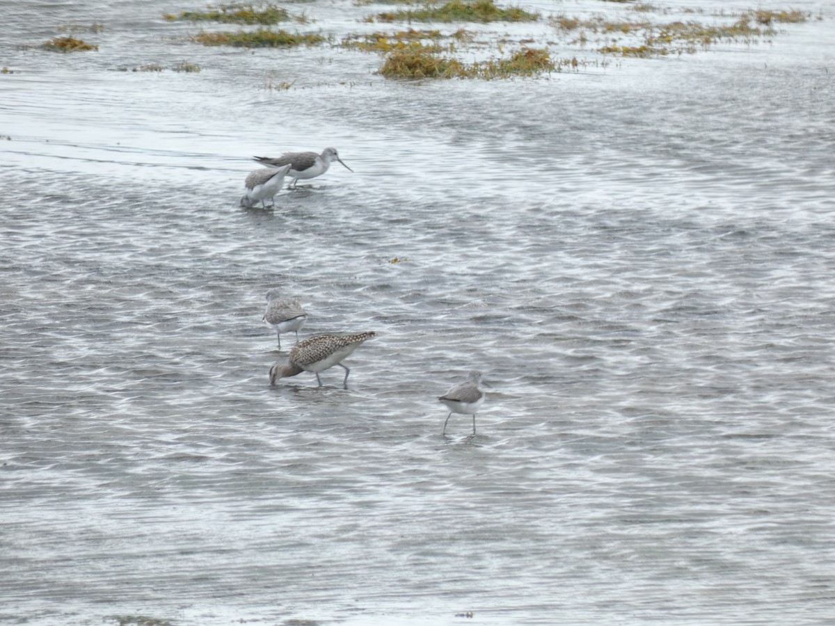 Common Greenshank - ML624188657