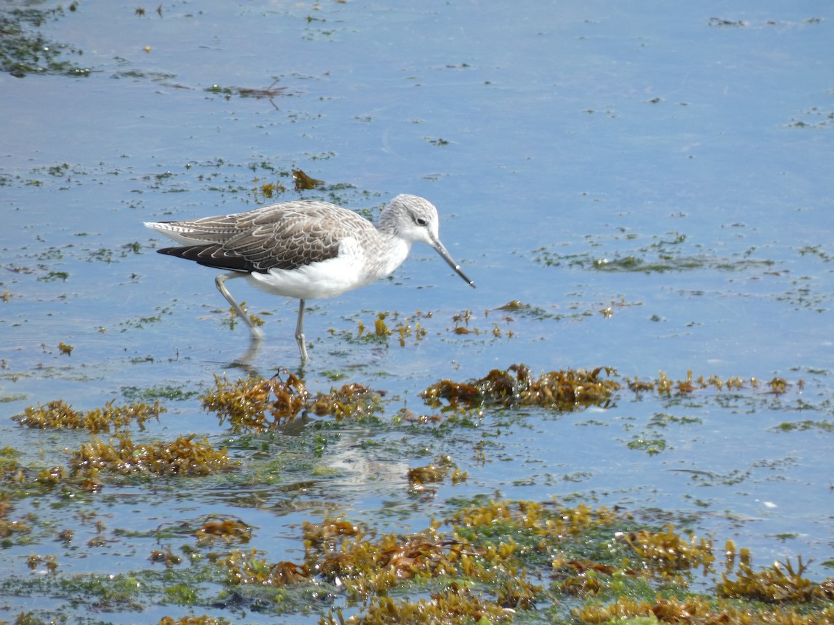 Common Greenshank - ML624188658